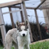 Chiot husky siberien lof testé #6