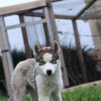 Chiot husky siberien lof testé #7