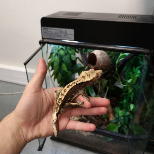 Gecko à crête harlequin dalmatien + exo terra #2