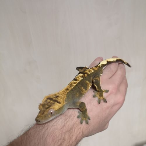 Gecko à crête harlequin dalmatien + exo terra #4
