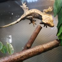 Gecko à crête harlequin dalmatien + exo terra #1