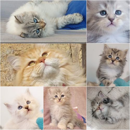 Magnifiques chatons siberiens loof #3