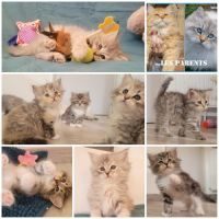 Magnifiques chatons siberiens loof #5
