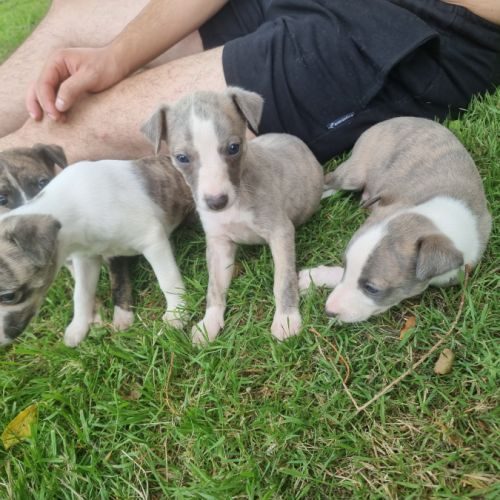 Chiot whippet lof #2