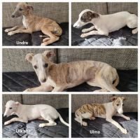 Chiot whippet lof #5