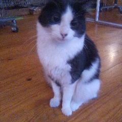 Jolie chatte de 18 mois à adopter sur marseille #3