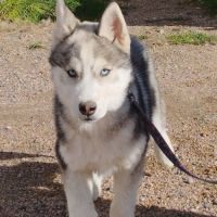 Une superbe femelle husky sibérien lof disponible #2