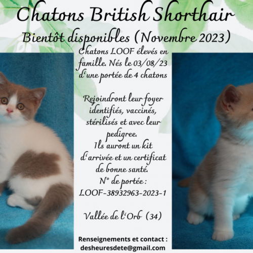 Chatons british shorthair #0