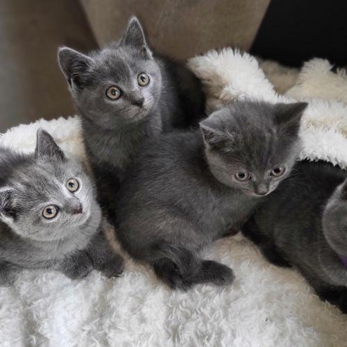 Adorables chatons chartreux #0