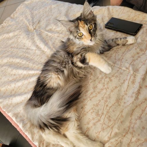 Vends chatons maine coon #1
