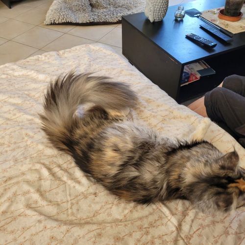 Vends chatons maine coon #2