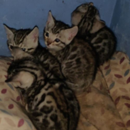 Urgent ! portée de 5 chatons type bengal dispos. #0