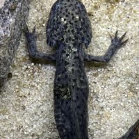 Donne 2 axolotl #2
