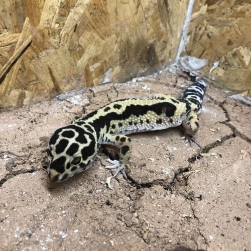 Gecko léopard à vendre avec terrarium