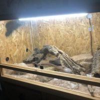 Gecko léopard à vendre avec terrarium #3