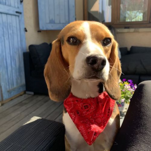 Donne beagle #0