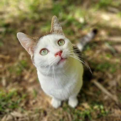 Tidou, adorable jeune chat mâle à l'adoption #0