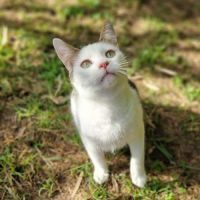 Tidou, adorable jeune chat mâle à l'adoption #2