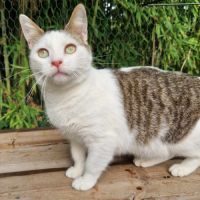 Tidou, adorable jeune chat mâle à l'adoption #4