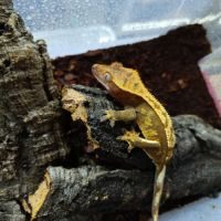 Gecko a crête #2