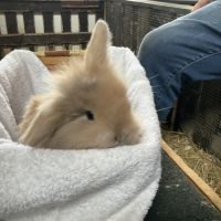 Bébés lapins nains béliers #4