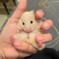 Bébés hamsters à donner #3