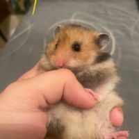 Bébés hamsters à donner #5