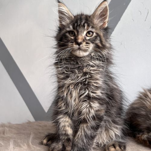 Chatons maine coon #1
