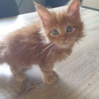 Chat maine coon loof #2