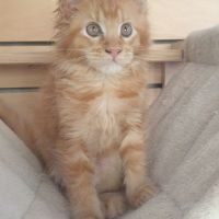Chat maine coon loof #5