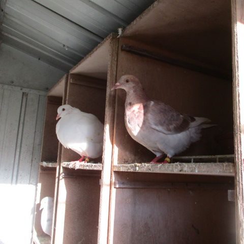 Pigeon texan