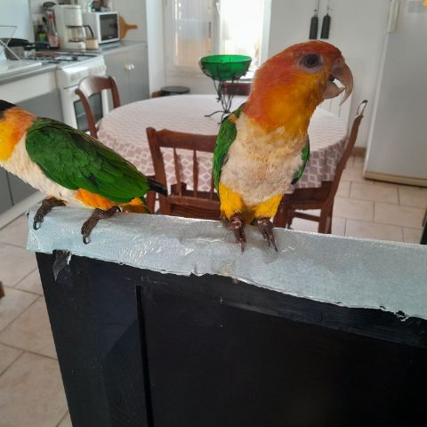 Couple de perroquets caïques #0