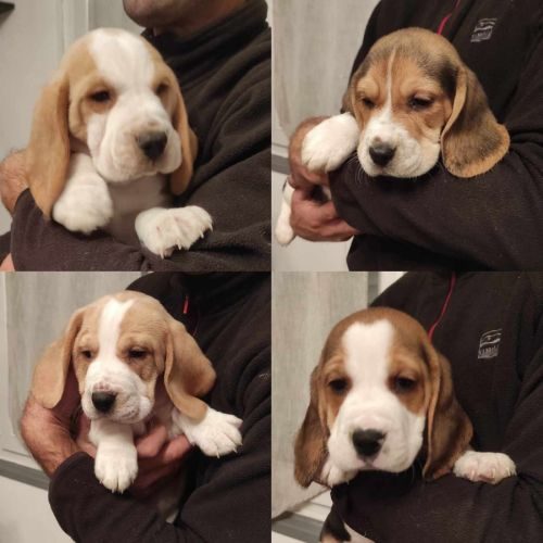 Chiot beagle lof #0