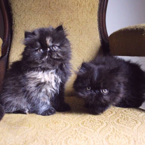 Magnifiques chatons persan loof #0