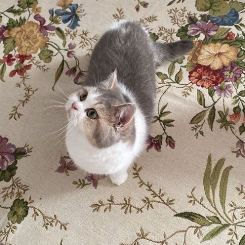 Magnifique chaton de type british shorthair #2