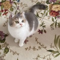 Magnifique chaton de type british shorthair #3