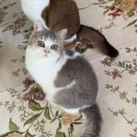 Magnifique chaton de type british shorthair #5