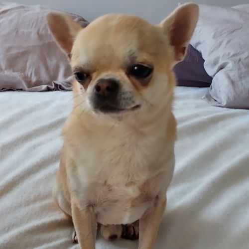 Chihuahua male à placer #0