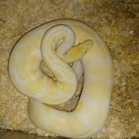 Python regus #5