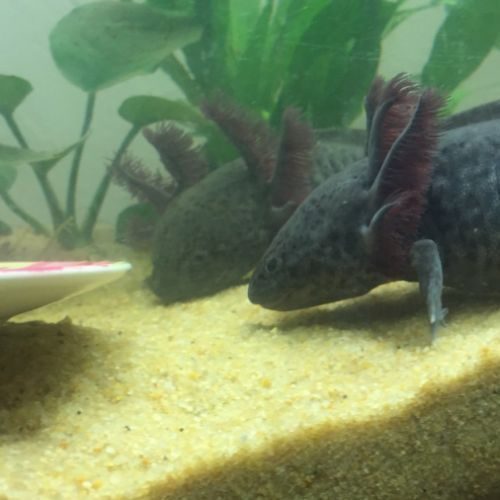 Vends axolotl noir mâles