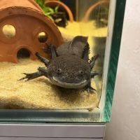 Vends axolotl noir mâles #4