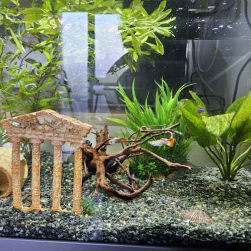 Poissons avec aquarium de 60l et accessoires #5