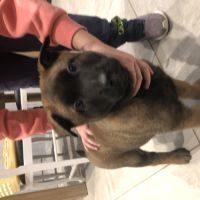 Disponible chiots malinois pure race #2