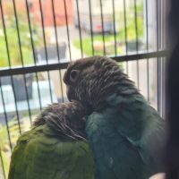 Adorable couple  de conure eam de 6 mois avec cage #4