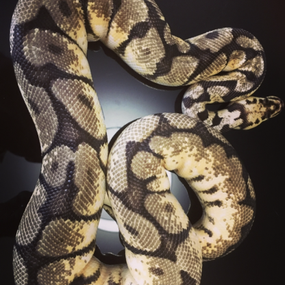 Python regius bbb yellow belly #0