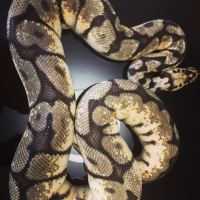 Python regius bbb yellow belly