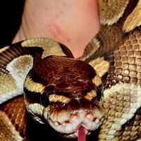 Femelles python regius et morelia spilota #2