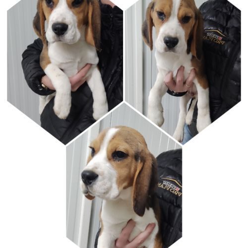 Chiots beagles lof disponible de suite #1