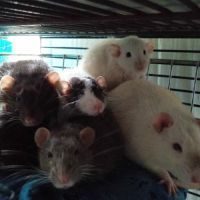 Urgent rats et ratons à l'adoption !