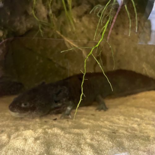 À vendre couple d’axolotl sauvage #0
